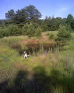 Mooresville Homes for sale